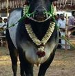 Gopalakrishnan Alagarsamy